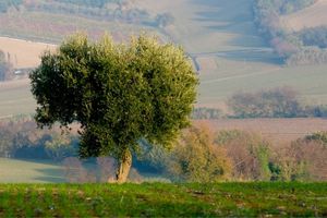 how to shape olive trees