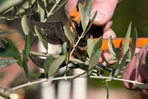 propagating olive trees from cuttings