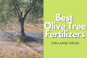 what's the best fertilizer for olive trees