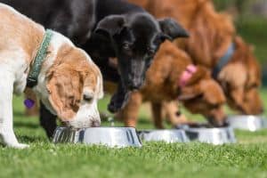 Read more about the article Is Olive Oil Good For Dogs? Answered