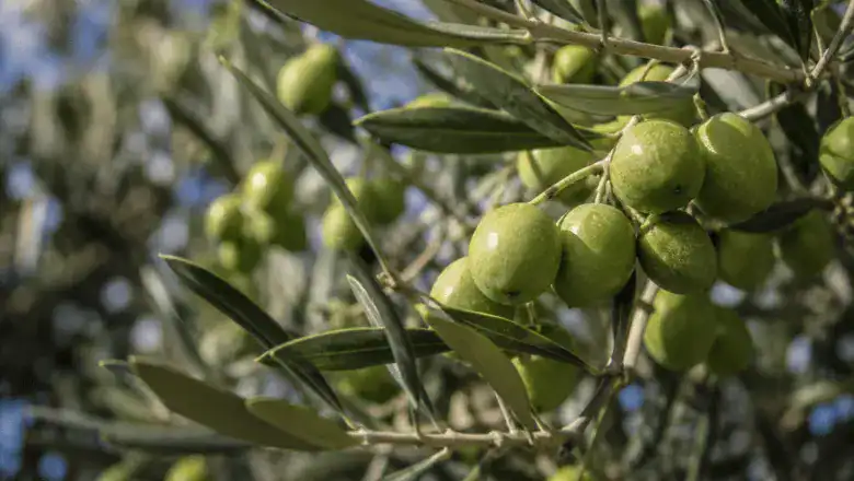green olives on a tree
