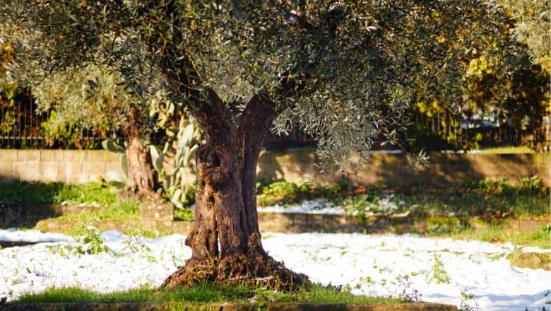 olive tree in dormancy period