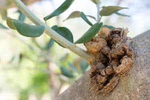 Read more about the article 10 Common Diseases in Olive Trees and How To Treat Them