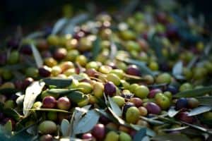 what are different uses of olives