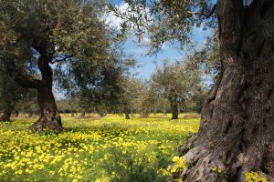 how to attract pollinators to olive trees