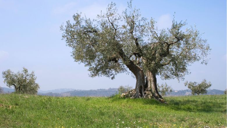 ancient olive tree on the field