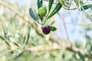 Read more about the article How To Protect Olive Trees From Pests