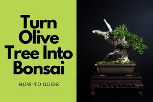 Read more about the article How to Turn an Olive Tree Into Bonsai: Simple Guide