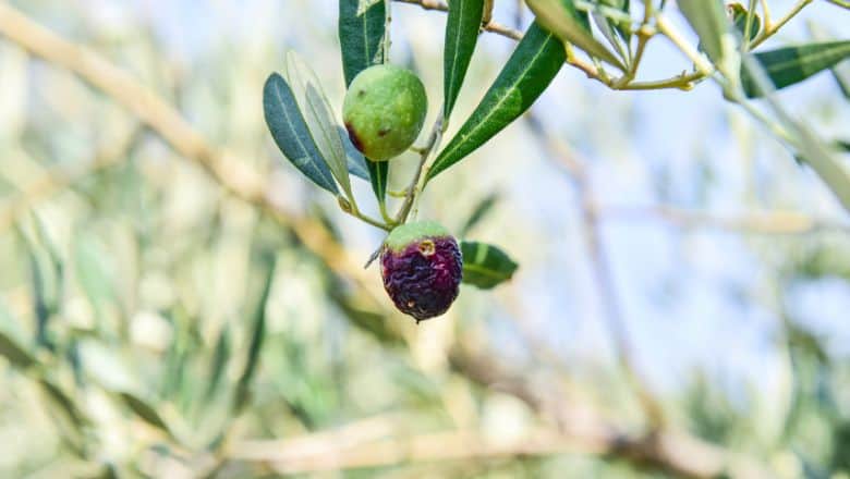 olive fruit affected by pests