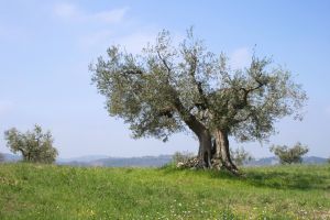 Read more about the article The Life Cycle of an Olive Tree: Detailed Explanation