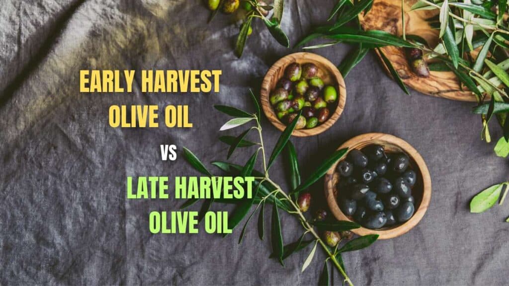 early harvest vs late harvest olive oil