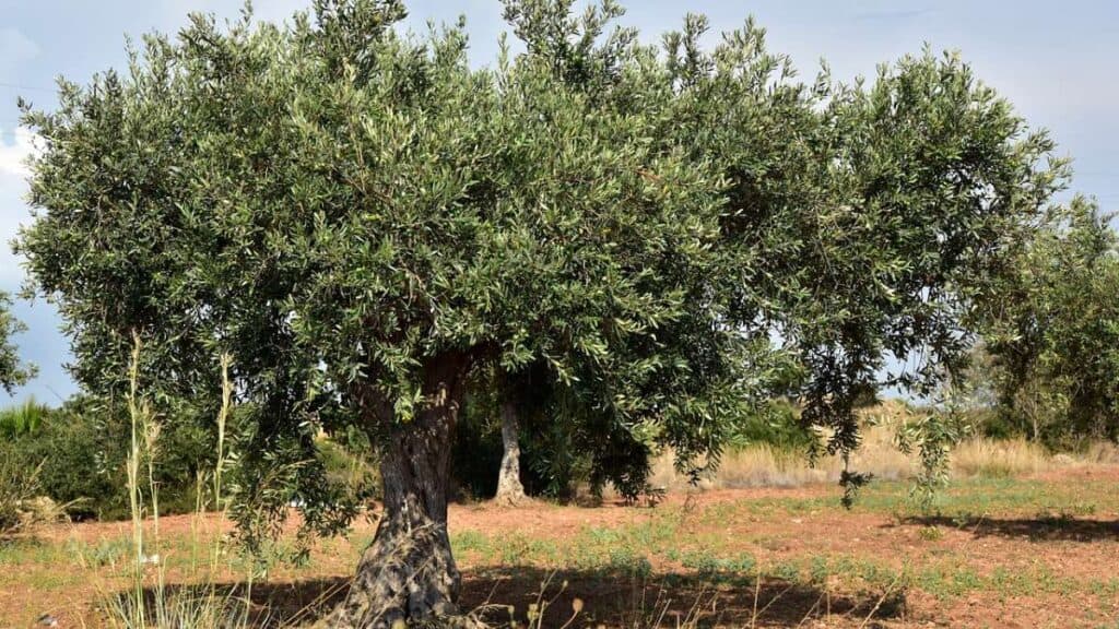fruiting olive tree