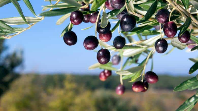 fully ripe olives